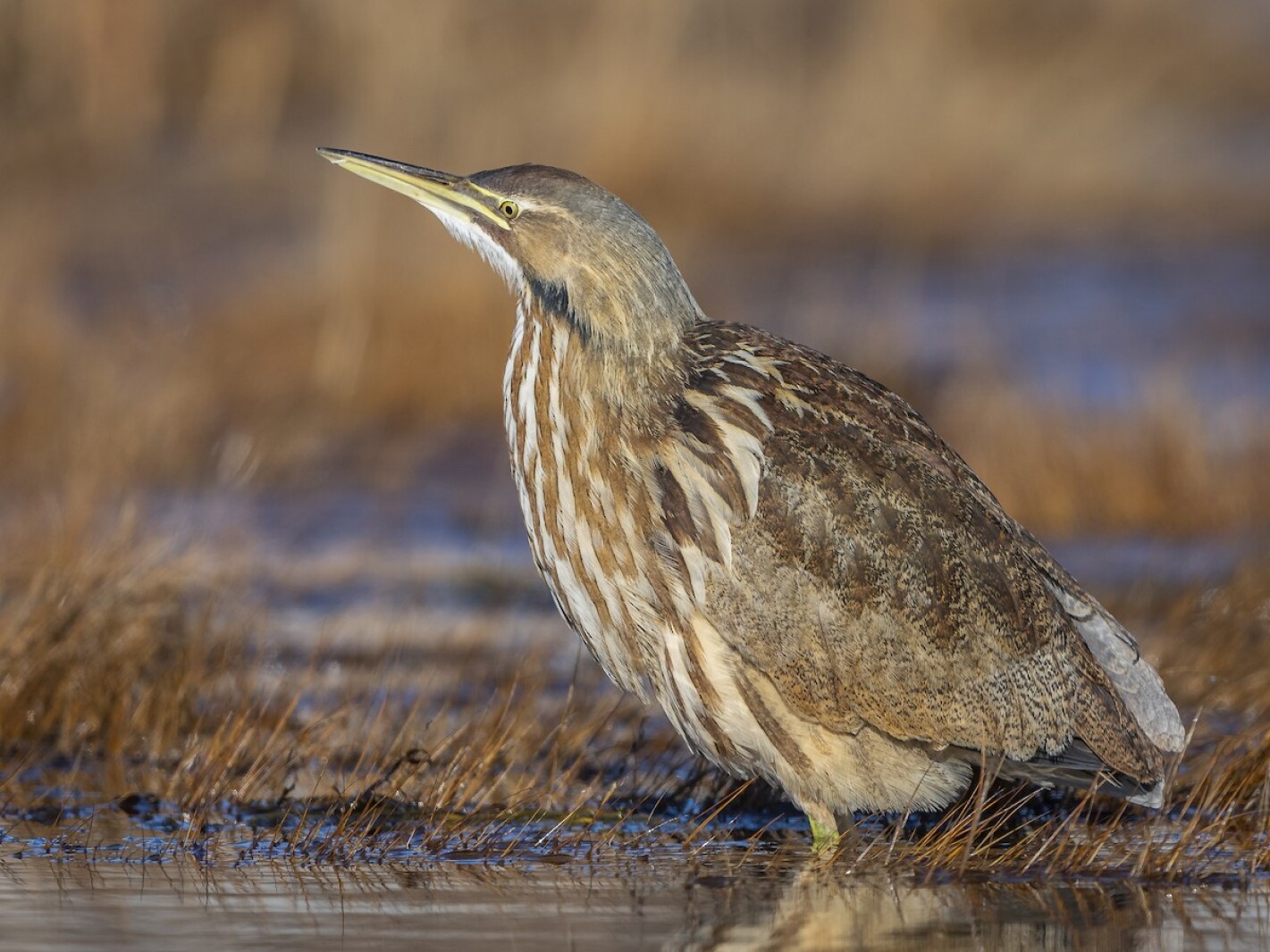 American bittern discount